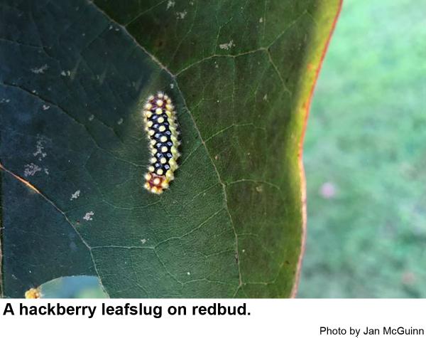 Hackberry leafslug