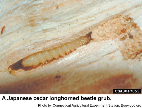 Japanese cedar longhorned beetle grub
