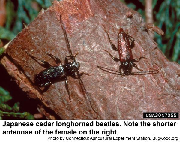 Japanese cedar longhorned beetles. Note the shorter antennae of the female on the right.