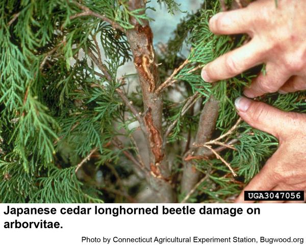 Japanese cedar longhorned beetle damage on arborvitae.