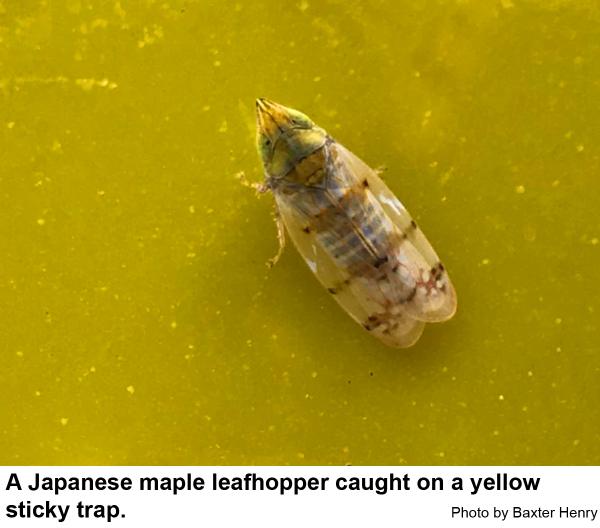 Japanese maple leafhoppers are attracted to yellow stick traps