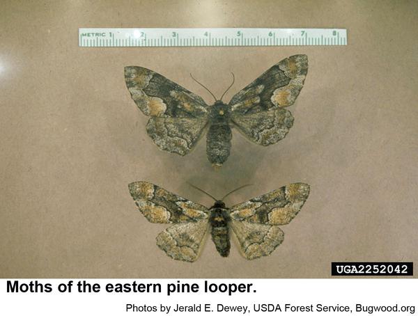 eastern pine looper moths