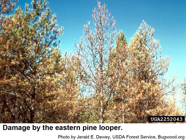 eastern pine looper damage