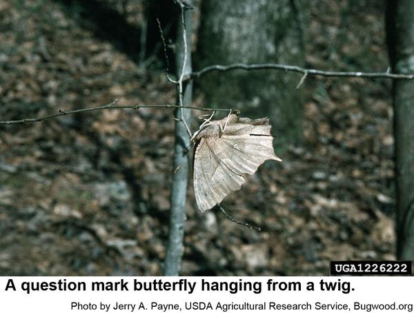question mark butterfly does, indeed, resemble a very dead leaf