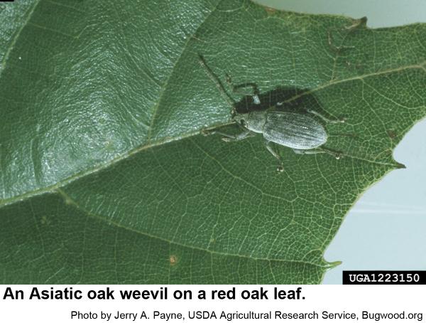Asiatic oak weevil