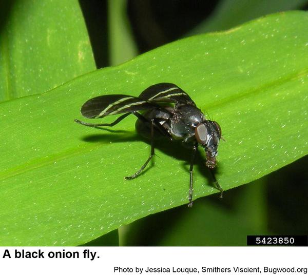 Photo of black onion fly
