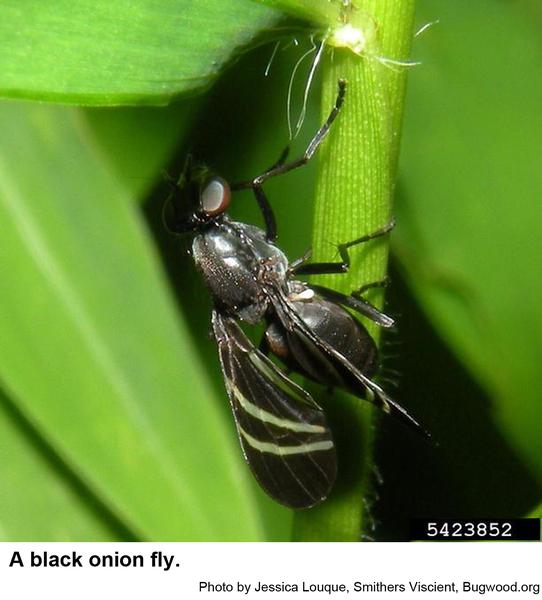 Photo of black onion fly with three white stripes on each wing