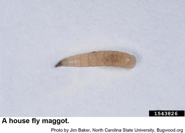 Photo of a house fly maggot