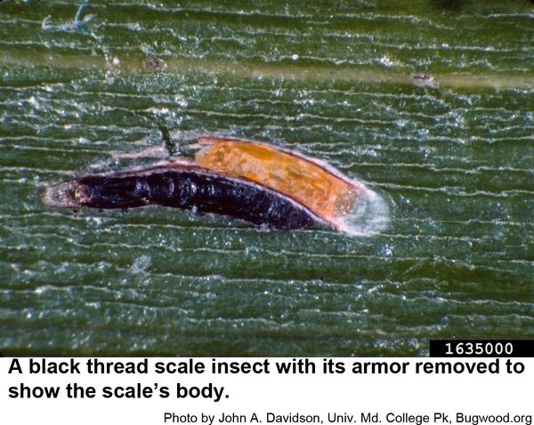 Photo of armor removed from black thread scale insect