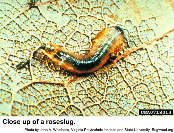 Thumbnail image for Roseslug or Rose Sawfly