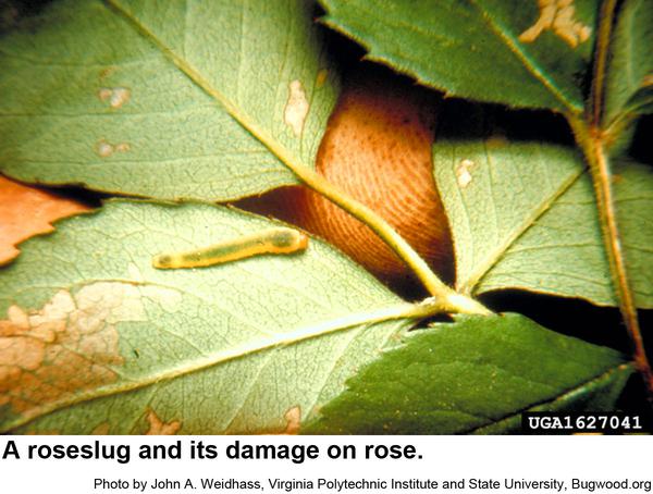 Photo of a roseslug feeding on a leaf