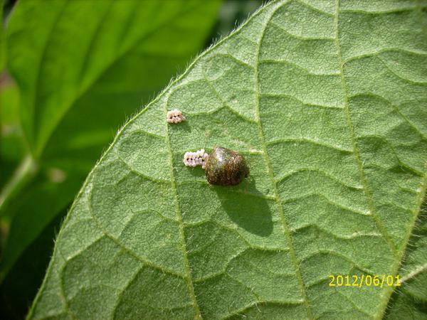 Photo of kudzu bug on a leaf