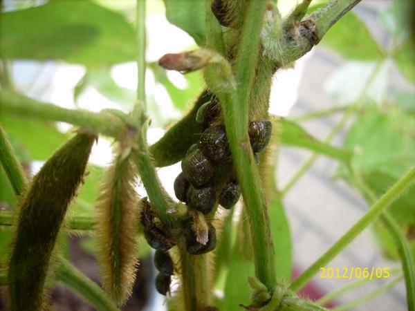 Photo of kudzu bugs on soybean stem