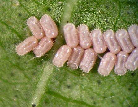 Photo of kudzu bug larva