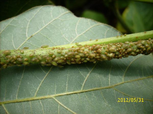Photo of kudzu bug nymphs feeding on soybean steam