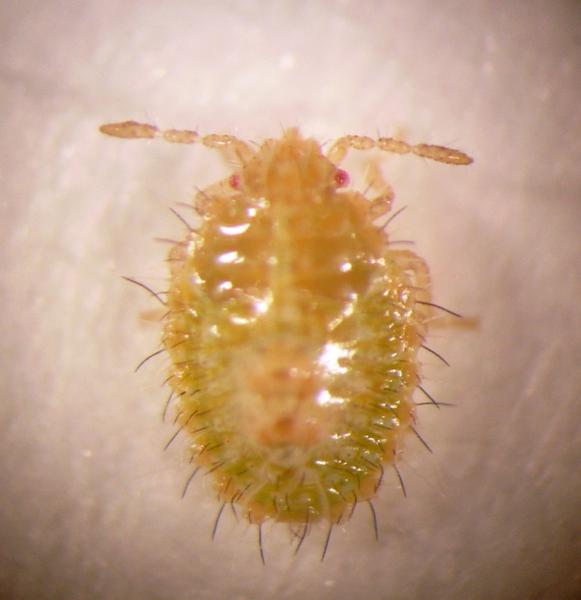 Photo of kudzu bug nymph