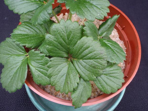 Thumbnail image for Strawberry Potassium (K) Deficiency