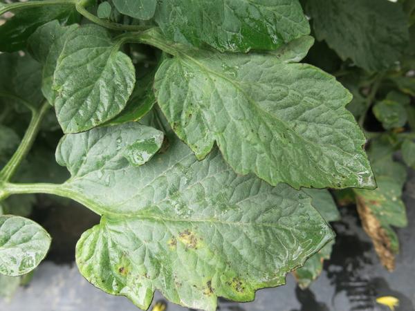 Brown spots (Bacterial spot) on top side of tomato leaf