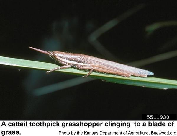 Photo of a cattail toothpick grasshopper