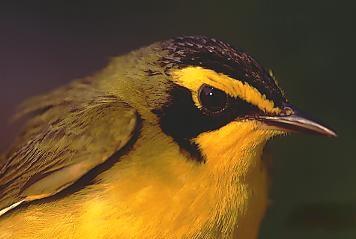 Photo of Kentucky warbler