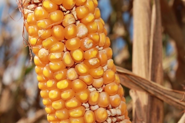 Ear of corn with kernels that didn't develop properly