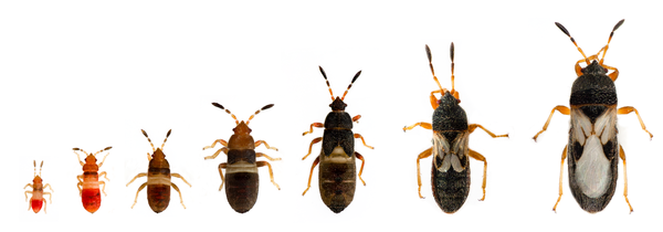 Stages of Chinch bug nymphal instars through adult (grows in size left to right and color changes)