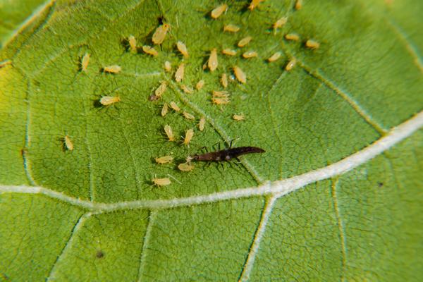 Lacewing larva feeding on aphids