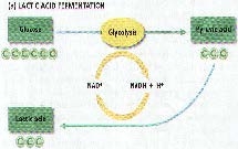 Depiction of reaction: Glucose, then Glycolysis, then Pyruvic acid, then NAD+ and NADH + H+, then Lactic Acid