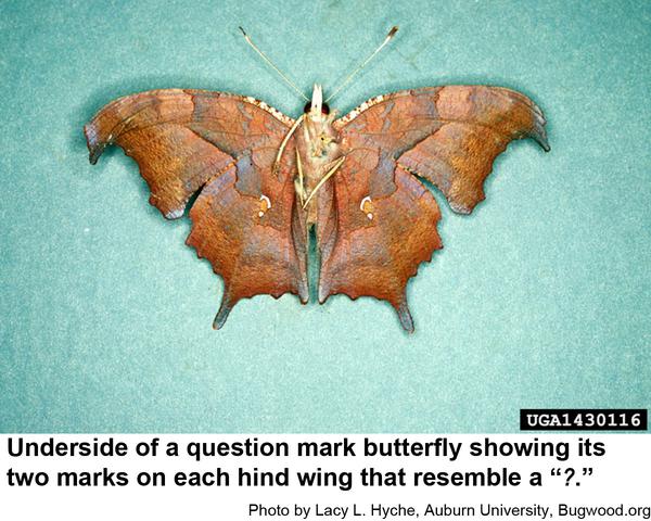 hind wing of the question mark butterfly