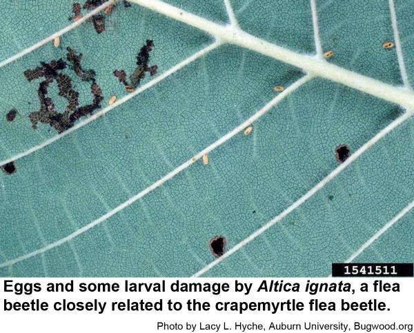 Crapemyrtle flea beetles usually lay their eggs
