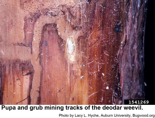 Photo of deodar weevil tunnel under the bark
