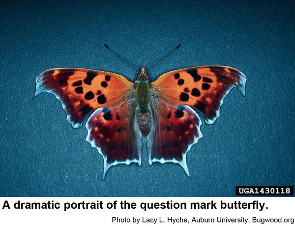 upper side of a question mark butterfly