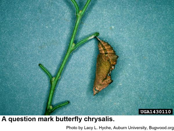 question mark butterfly chrysalis