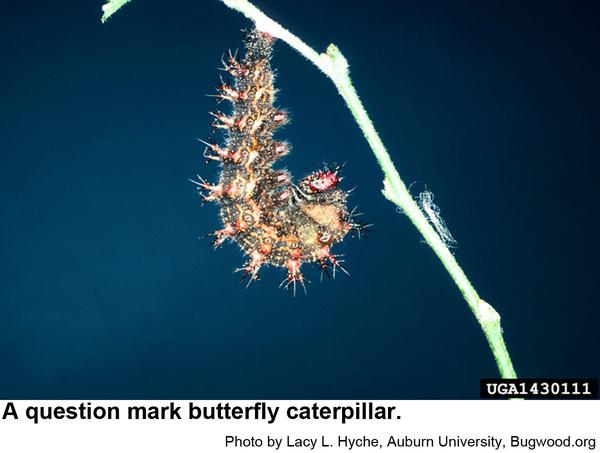 Question mark butterfly caterpillar