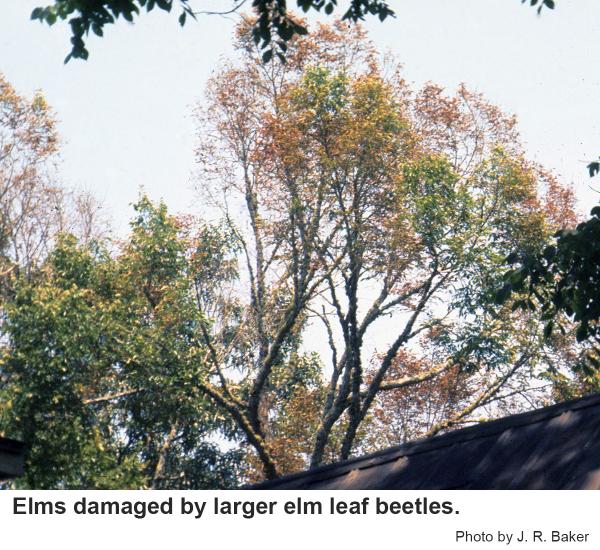 Elms damaged