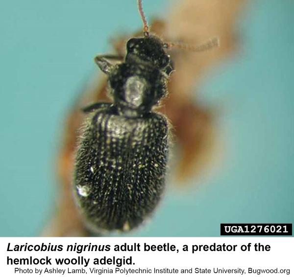 Laricobius nigrinis beetle
