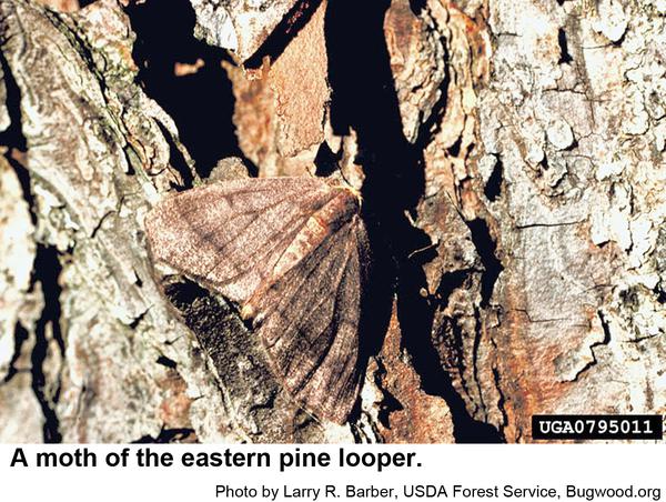 This eastern pine looper moth
