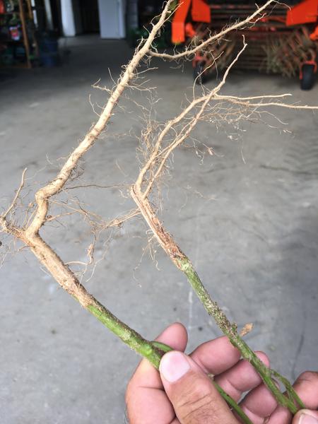 Photo of lateral root growth in soybeans
