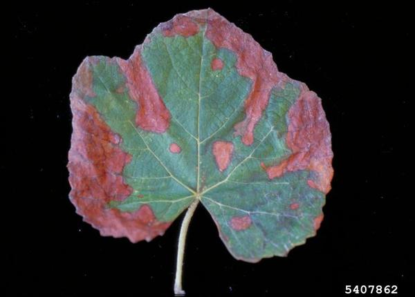 Photo of leaf scorch