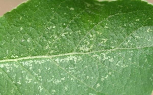 Photograph of a green leaf showing numerous small white spots scattered across its surface.