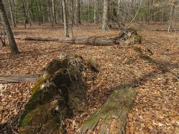 photo of downed, rotten logs used by some wildlife