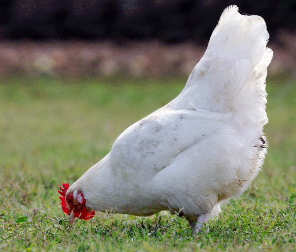 Chicken with all white feathers pecks the grass