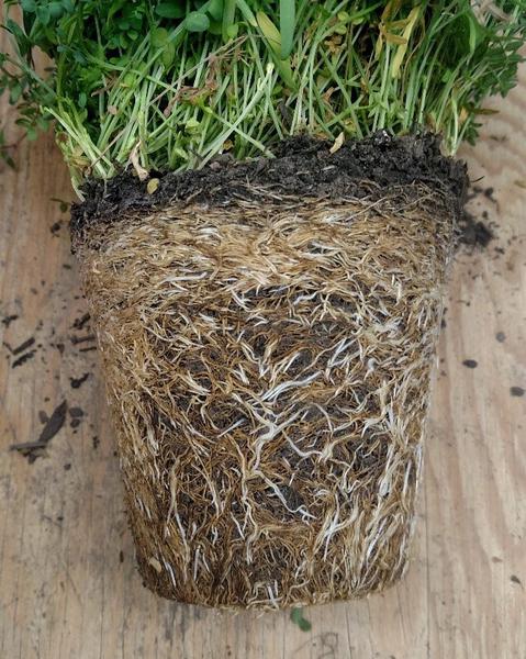 Legume cover crop with rotting roots due to lesion nematode