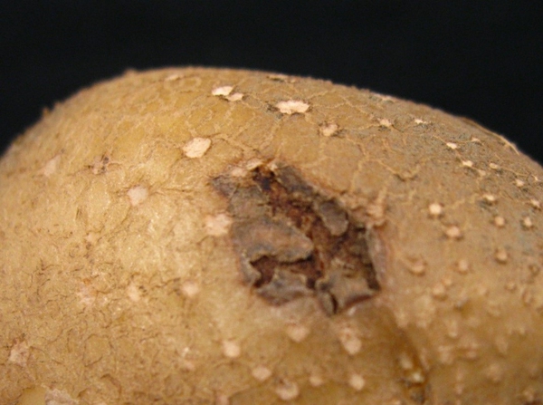 Potato with brown to black sunken and cracked lesion spot