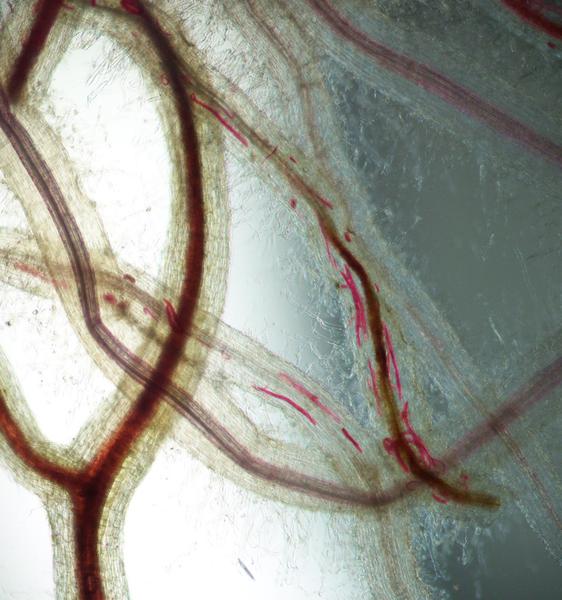 Worm-like lesion nematodes in the plant roots