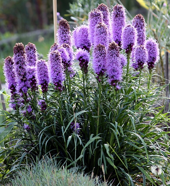 Gayfeather with tall spikes of purple flowers