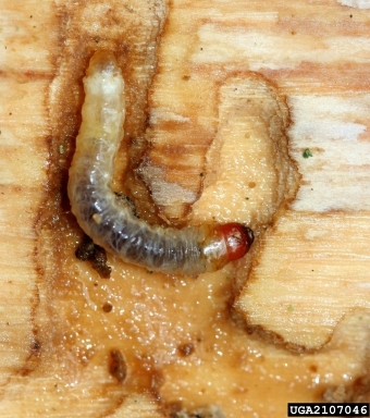 A worm-like larva in wood, mostly cream or clear with a red head.