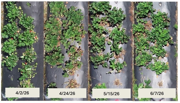 Collage of photos of row of strawberry plants on different dates from April into June