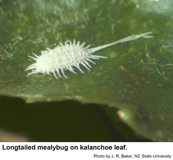 Longtailed mealybug