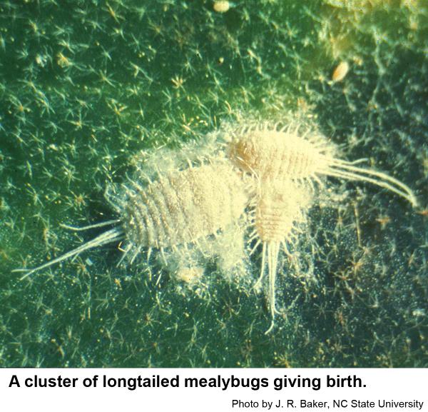Longtailed mealybug